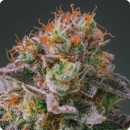 Indica