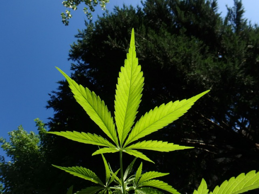 Delta 8 - Marijuana'S Next Great Disruptor 2 Marijuana In D8