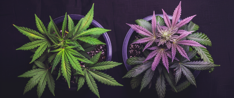 What'S The Difference Between Thc And Thcv? 26 What'S The Difference Between Thc And Thcv
