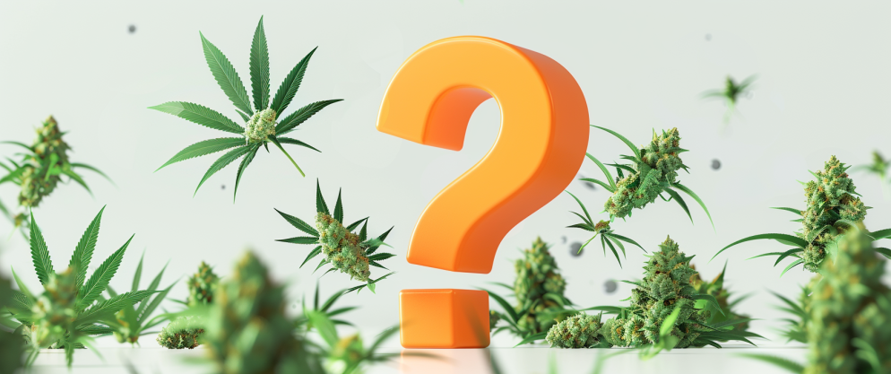 Delta 8 Faqs: Here Are All The Things You Need To Know 1 Delta 8 Faqs